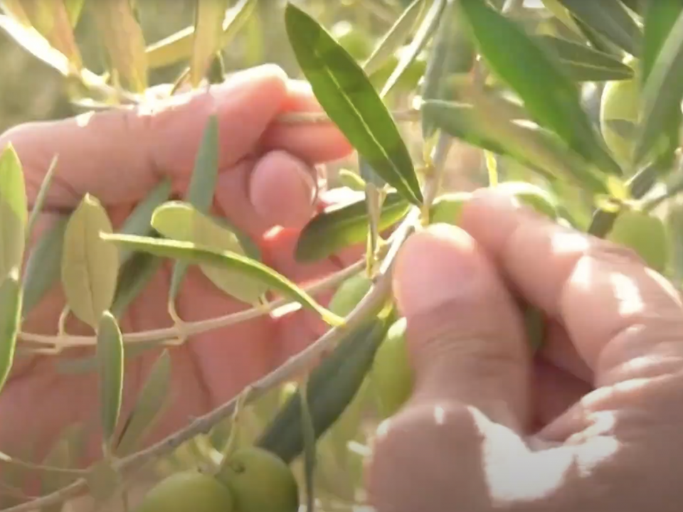 Reportaje: "Comienza la campaña de recogida de la Aceituna " (Andalucía Directo, 25.08.2023)