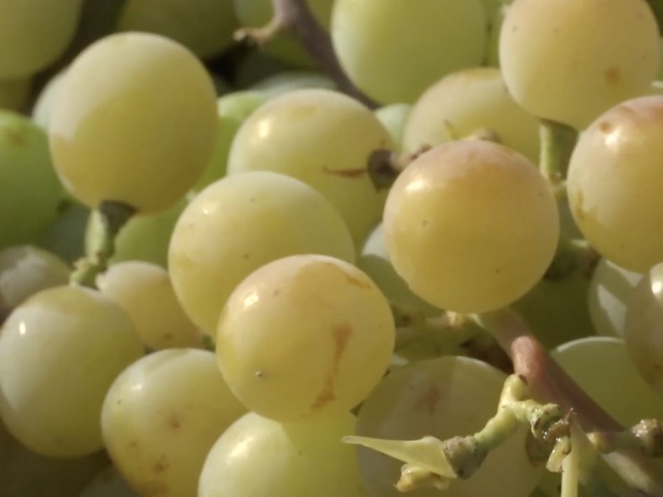 Montaje: La vendimia en la Axarquia 1 (Canal sur noticias 09.08.2025)