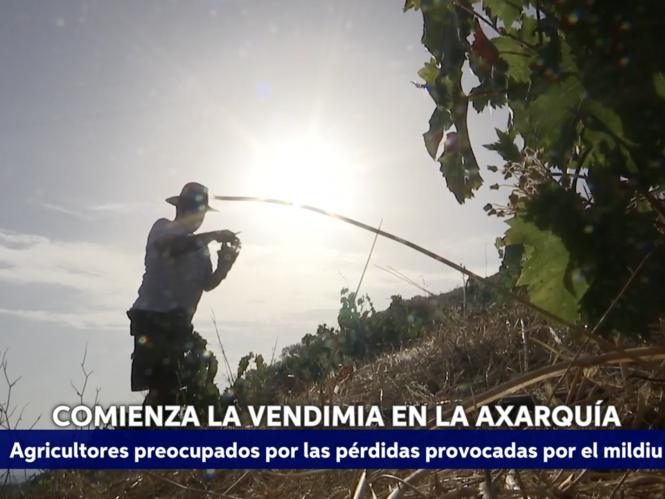 Montaje: La vendimia en la Axarquia 2 (Canal sur noticias 09.08.2025)