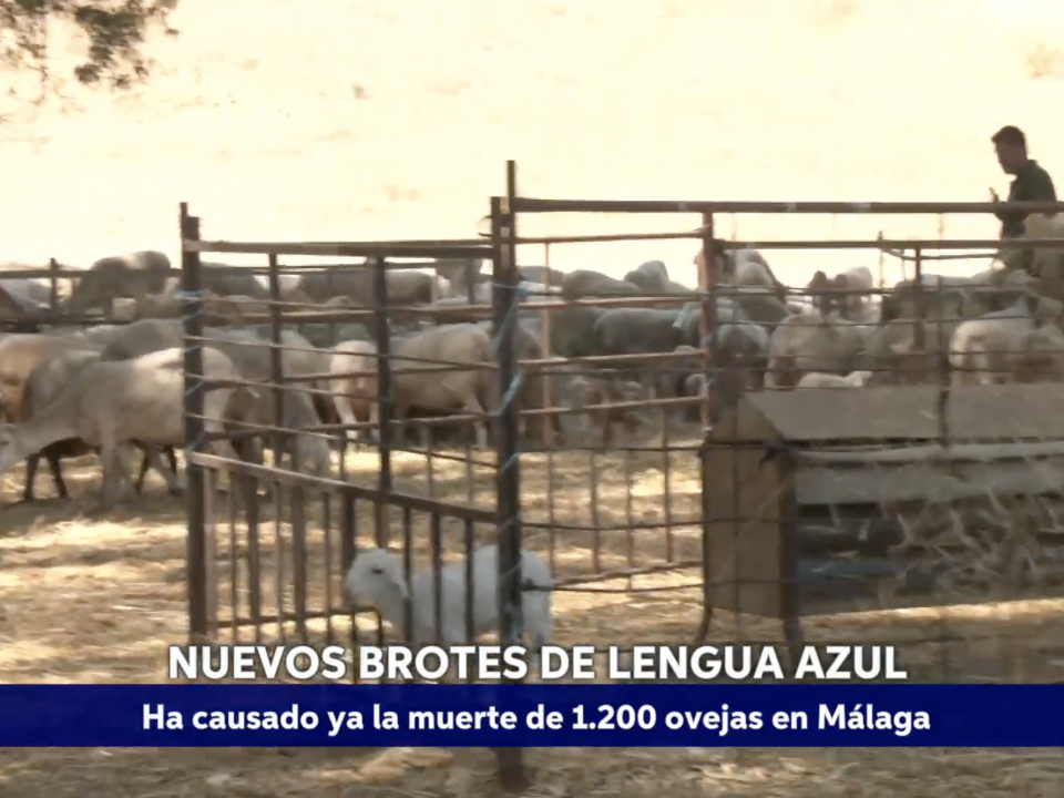 Montaje: Lengua azul en Malaga (Canal Sur noticias 02.08.2025)